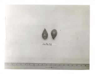 FRUIT